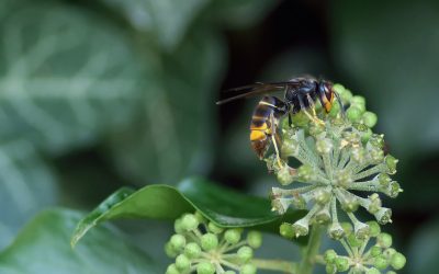 Frelons asiatiques – ce qu&rsquo;il faut savoir