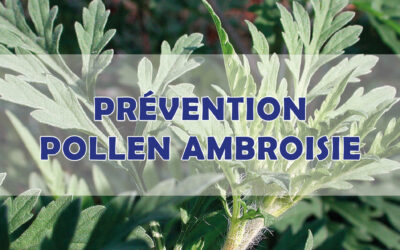 Prévention – pollen d’ambroisie